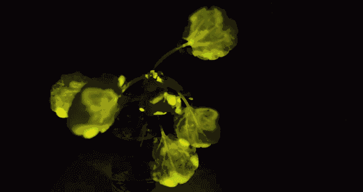 LED照明“过时”了，科学家有了更大胆的想法