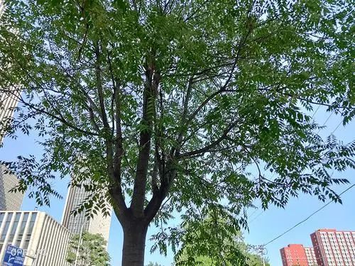 6.5英寸AMOLED全景屏！千元机OPPO K3首发