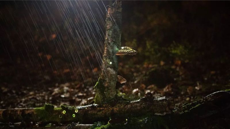 与光共舞｜魔法森林，雨落成光交响曲