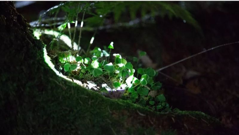 与光共舞｜魔法森林，雨落成光交响曲