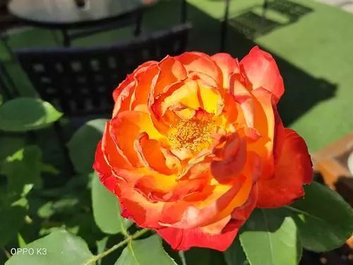 6.5英寸AMOLED全景屏！千元机OPPO K3首发