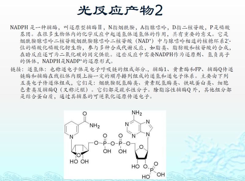 【光电热点大家谈】光合作用光反应产物与供光模式关系研究与探讨