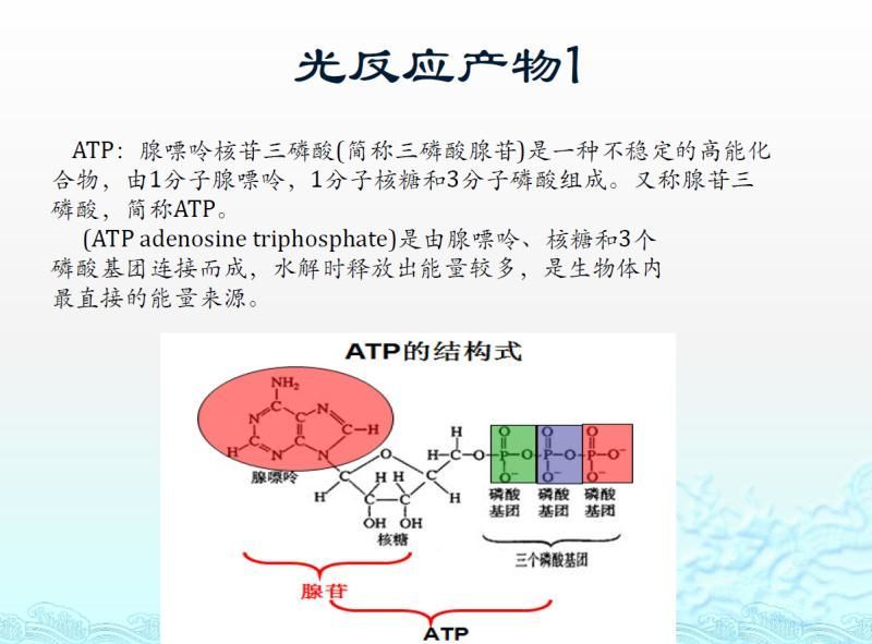 【光电热点大家谈】光合作用光反应产物与供光模式关系研究与探讨