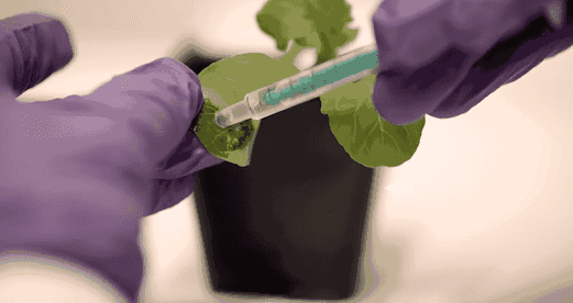 LED照明“过时”了，科学家有了更大胆的想法