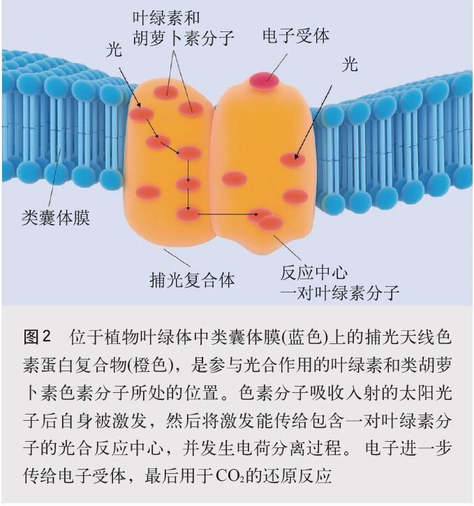 【光电热点大家谈】光合作用光反应产物与供光模式关系研究与探讨