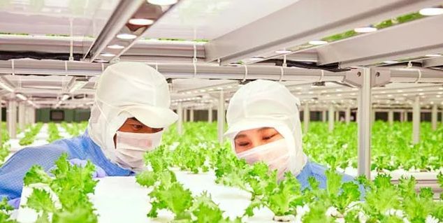 日本植物工厂采用飞利浦LED补光系统，增产降成本