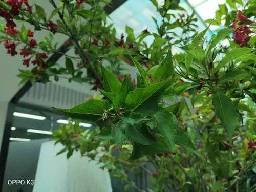 6.5英寸AMOLED全景屏！千元机OPPO K3首发