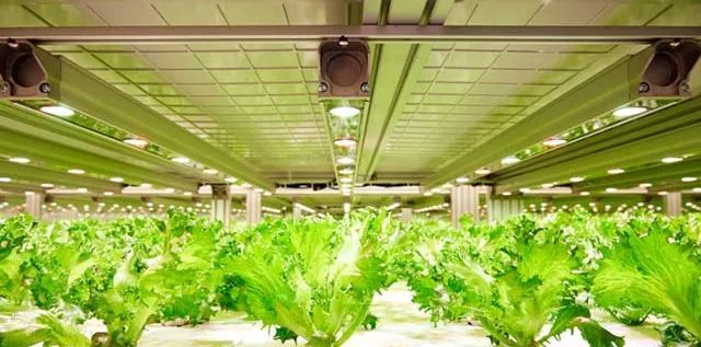 日本植物工厂采用飞利浦LED补光系统，增产降成本