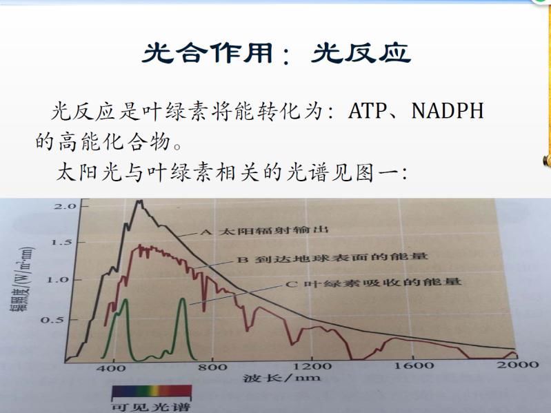 【光电热点大家谈】光合作用光反应产物与供光模式关系研究与探讨