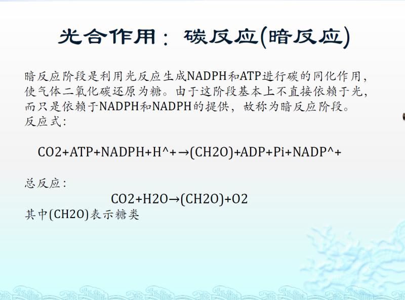 【光电热点大家谈】光合作用光反应产物与供光模式关系研究与探讨