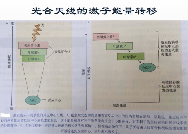 【光电热点大家谈】光合作用光反应产物与供光模式关系研究与探讨