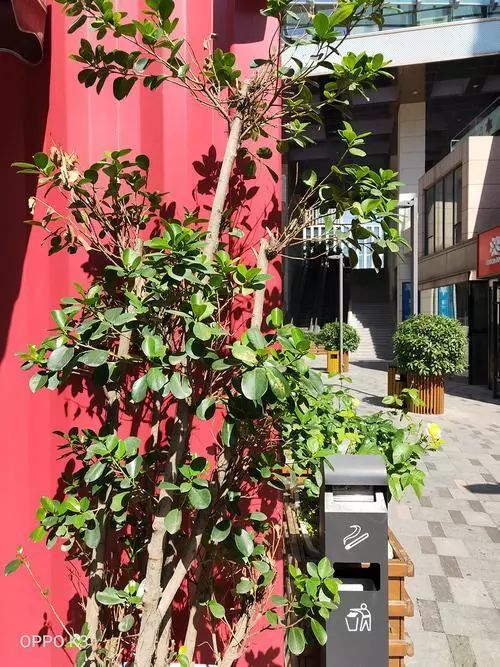 6.5英寸AMOLED全景屏！千元机OPPO K3首发