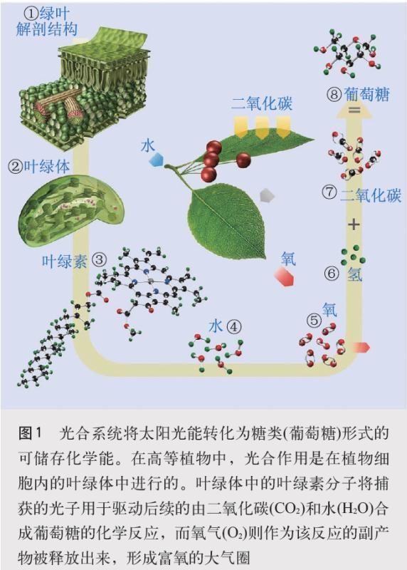 【光电热点大家谈】光合作用光反应产物与供光模式关系研究与探讨