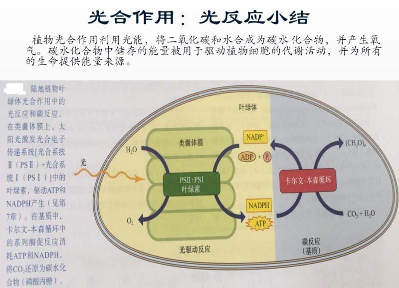 【光电热点大家谈】光合作用光反应产物与供光模式关系研究与探讨