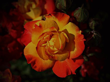 一张图读懂瑞丰首创MiniLed全球智能显示行业革命性产品！