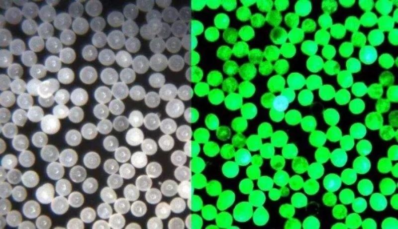 卡中国脖子的35项技术！