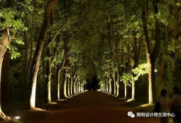 华而美隐形照树灯助力广州黄埔区景观亮化