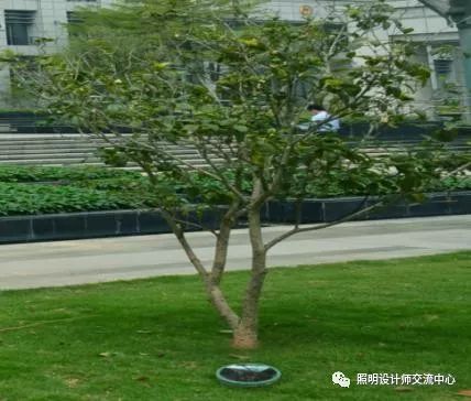 华而美隐形照树灯助力广州黄埔区景观亮化