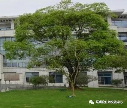 华而美隐形照树灯助力广州黄埔区景观亮化