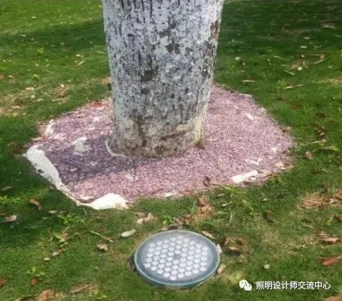 华而美隐形照树灯助力广州黄埔区景观亮化