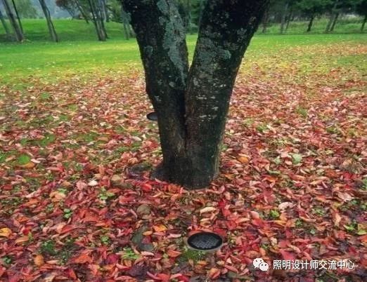 华而美隐形照树灯助力广州黄埔区景观亮化