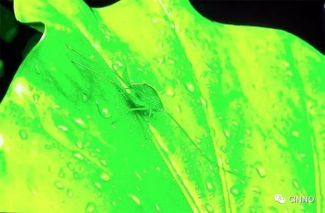 TCL展示132吋2400万颗Micro LED 4K电视，对比度2500000:1