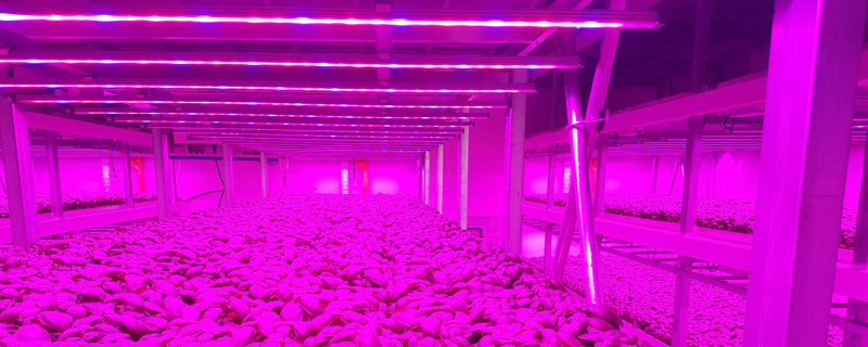 LED 植物照明点亮垂直农场，意大利罗勒农户将每平米产量增加两倍并缩短收摘周期