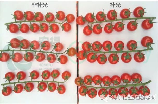 LED番茄补光—全新的种植理念和方法（一）