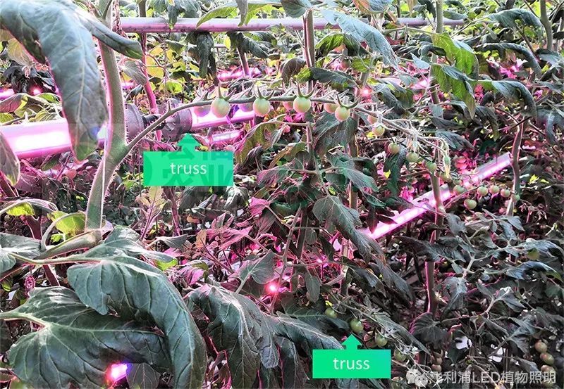 LED番茄补光—全新的种植理念和方法（一）