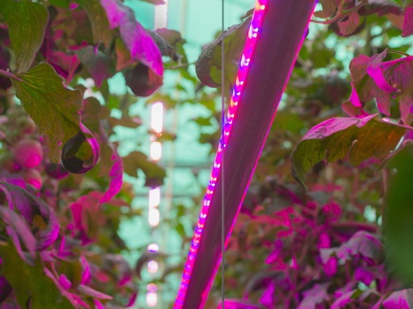 波兰首次在粉红色番茄温室中安装了signify全LED照明