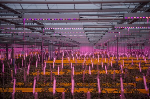 波兰首次在粉红色番茄温室中安装了signify全LED照明