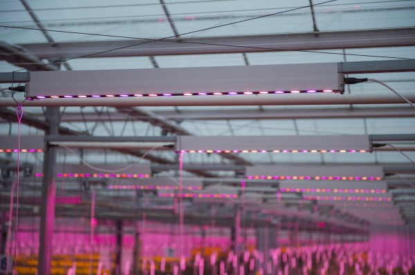 波兰首次在粉红色番茄温室中安装了signify全LED照明