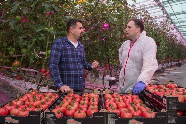 波兰首次在粉红色番茄温室中安装了signify全LED照明