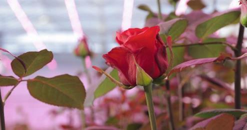 昕诺飞与临夏百益签署切花玫瑰光配方合作协议