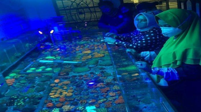 UV LED用于鱼类和珊瑚的模块化再循环系统，模拟人工生态圈