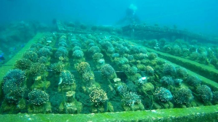 UV LED用于鱼类和珊瑚的模块化再循环系统，模拟人工生态圈