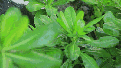 LED植物照明这么火，凭什么？