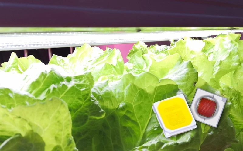 LED植物照明这么火，凭什么？