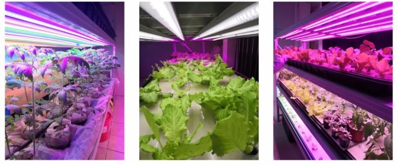 LED植物照明这么火，凭什么？