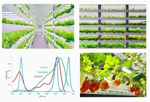 国星光电生物光学LED助力“点亮”智能农业新时代