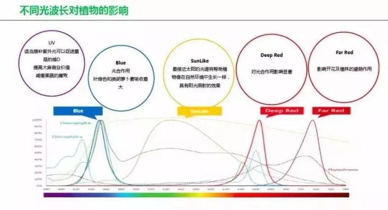 植物照明风口来临，你准备好了吗？