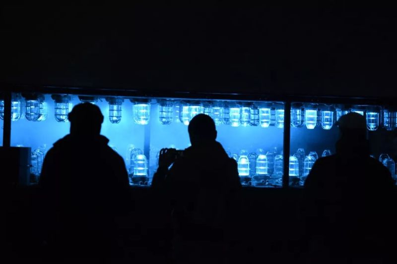 今年的里昂灯光节，创意作品有点多