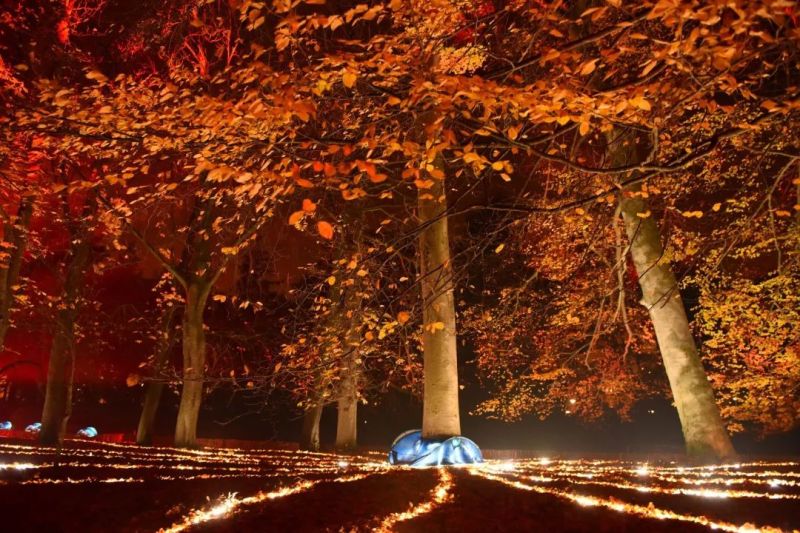 今年的里昂灯光节，创意作品有点多